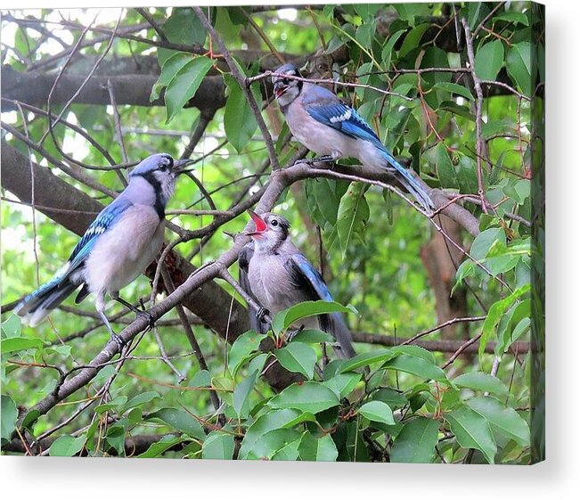 Blue Jays Acrylic Print featuring the photograph I Fed Him Last Time by Linda Stern