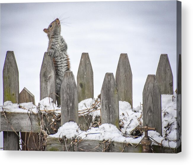 Squirrel Acrylic Print featuring the photograph I Pledge Allegiance to the Bird Feeder by Michelle Wittensoldner