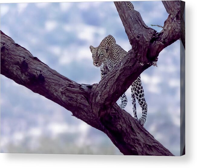 Leopard Acrylic Print featuring the photograph Leopard on the lookout by Roni Chastain