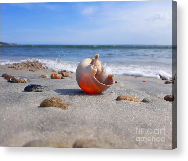 Shell Acrylic Print featuring the photograph Let The Sunshine In/ Inner Peace by Dani McEvoy
