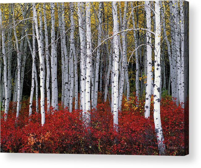 Leland Howard Acrylic Print featuring the photograph Light in Forest by Leland D Howard