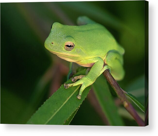 Frog Acrylic Print featuring the photograph Lime Light Lounger by Art Cole