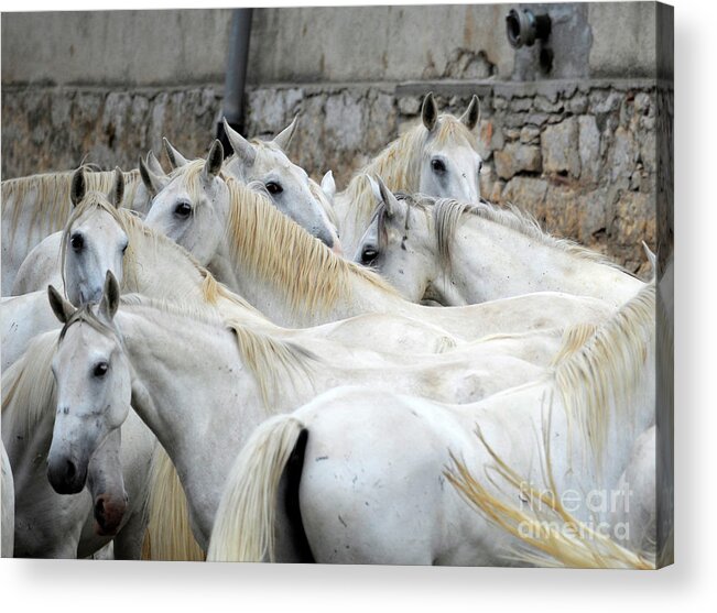 Lipica Stud Acrylic Print featuring the photograph Lipizzan mares of Lipica, #483 by Carien Schippers