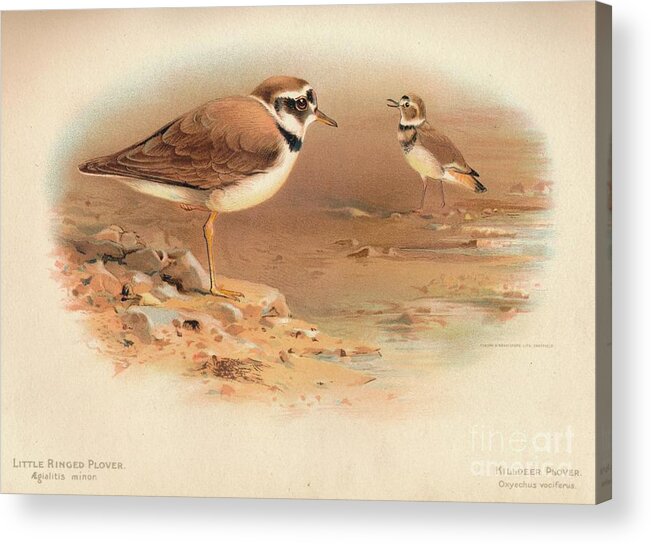 Plover Acrylic Print featuring the drawing Little Ringed Plover Aegialitis Minor by Print Collector