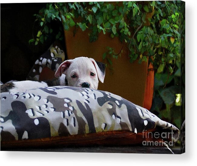 John+kolenberg Acrylic Print featuring the photograph Nap Time by John Kolenberg