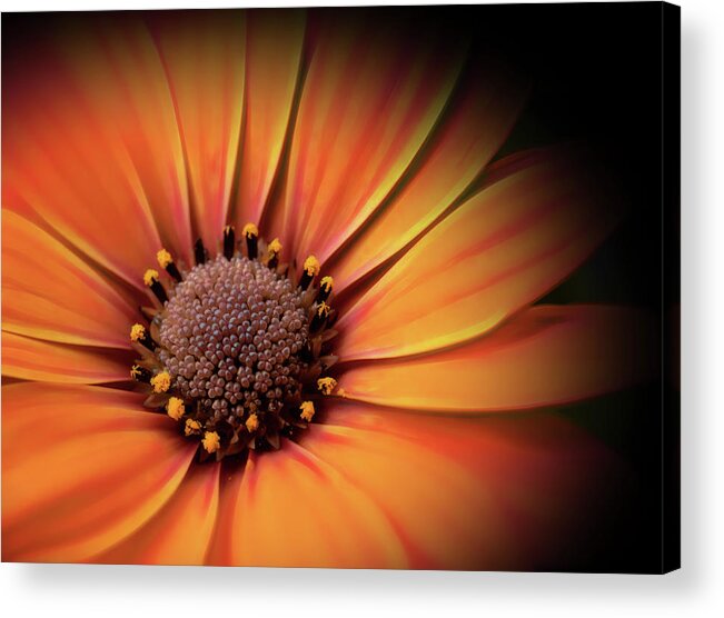 Orange Acrylic Print featuring the photograph Orange Flower by Judi Kubes