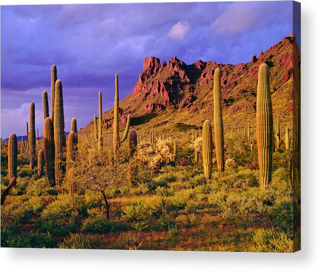 Saguaro Cactus Acrylic Print featuring the photograph Organ Pipe Cactus National Monument by Ron thomas