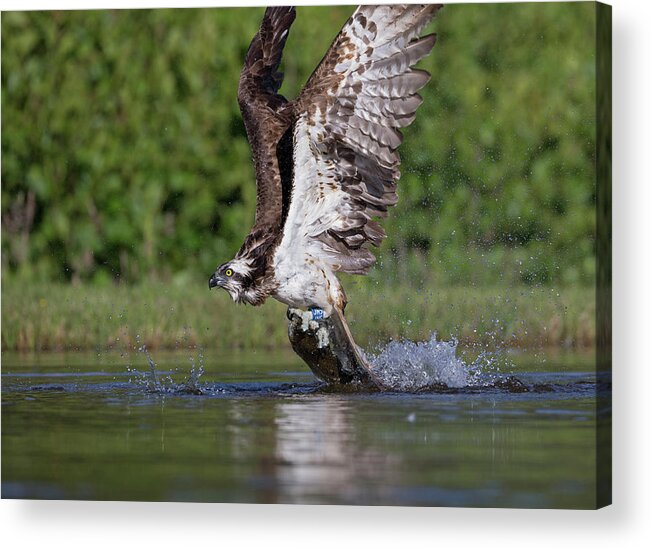 Osprey Acrylic Print featuring the photograph Osprey Dragging Fish by Pete Walkden