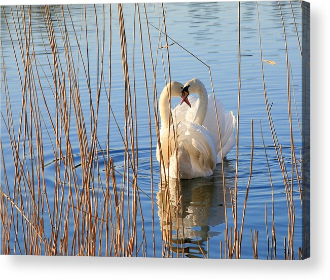 Animal Themes Acrylic Print featuring the photograph Pair Of Swans In Love by Itsabreeze Photography