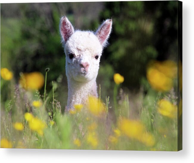 Alpaca Acrylic Print featuring the photograph Peeking Through The Buttercups by Bari Rhys