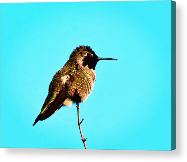 Calypte Costae Acrylic Print featuring the photograph Perfect Posing by Judy Kennedy