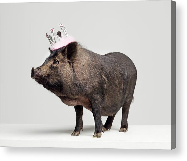 Crown Acrylic Print featuring the photograph Pig With Toy Crown On Head, Studio Shot by Roger Wright