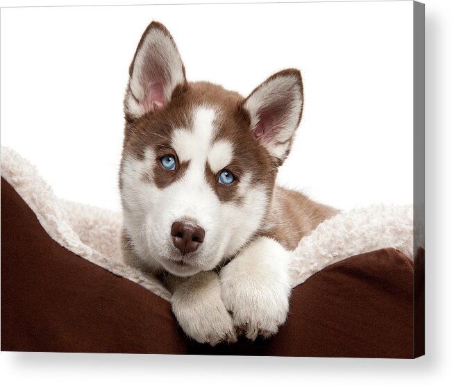 Pets Acrylic Print featuring the photograph Puppy Husky In Bed by Chris Stein