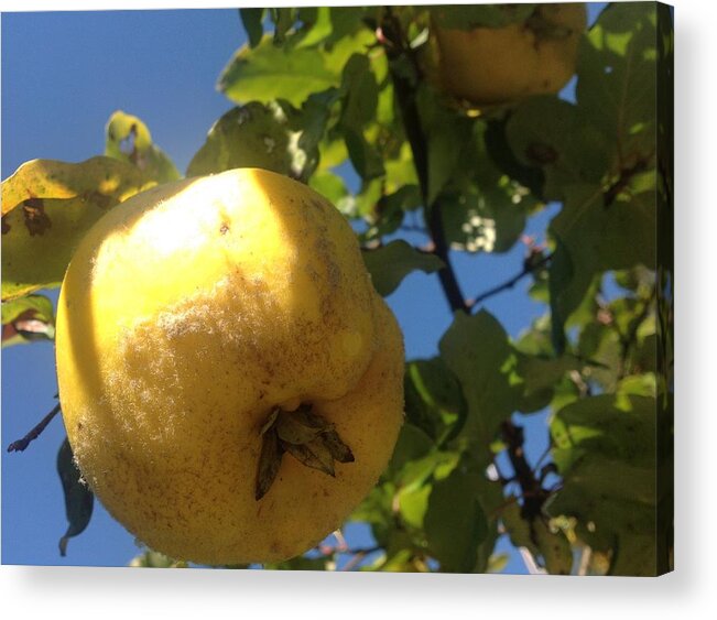 Quince Acrylic Print featuring the photograph Quince Tree by Julie Rauscher