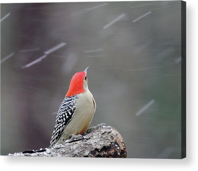 Red-bellied Woodpecker Acrylic Print featuring the photograph Red-bellied Woodpecker in Winter by Diane Giurco