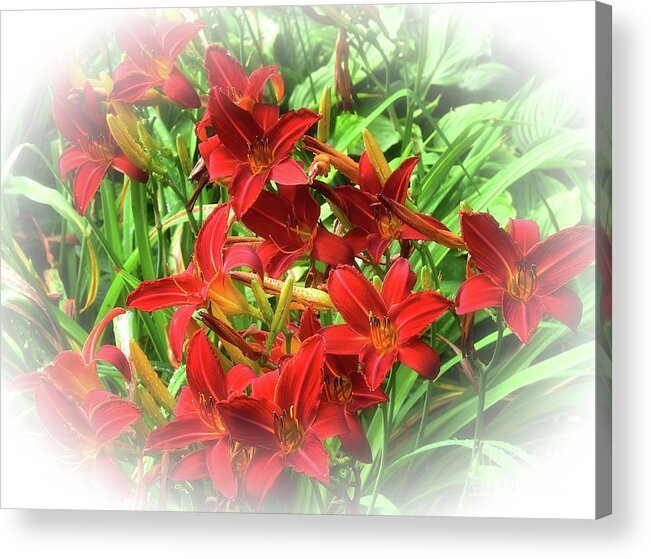 Red Daylilies Acrylic Print featuring the photograph Red Daylilies by Yvonne Johnstone