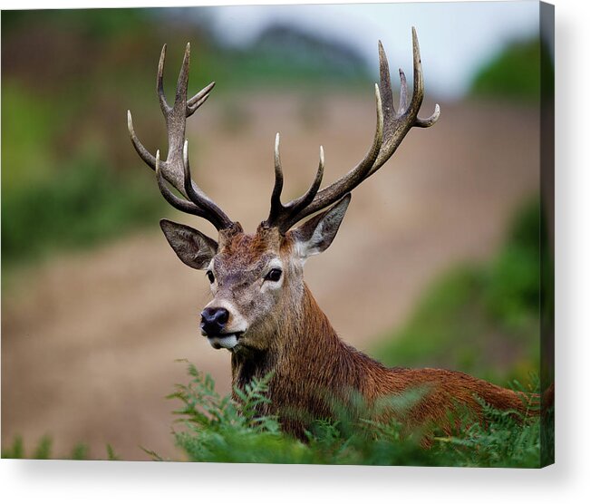 England Acrylic Print featuring the photograph Red Deer Stag by Mark Smith