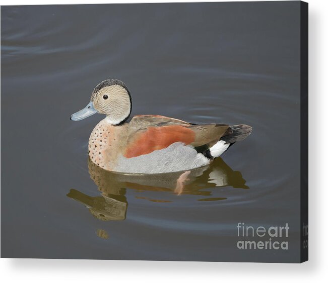 Ringed Teal Acrylic Print featuring the photograph Ringed Teal by Eva Lechner