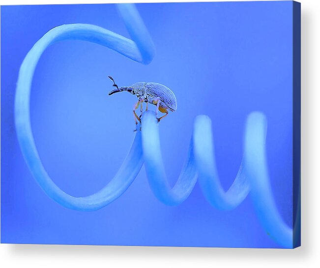 Insect Acrylic Print featuring the photograph Road-trip... by Thierry Dufour