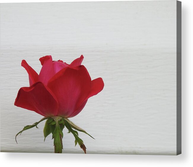 Rose Acrylic Print featuring the photograph Rose Haven by Kathy Ozzard Chism