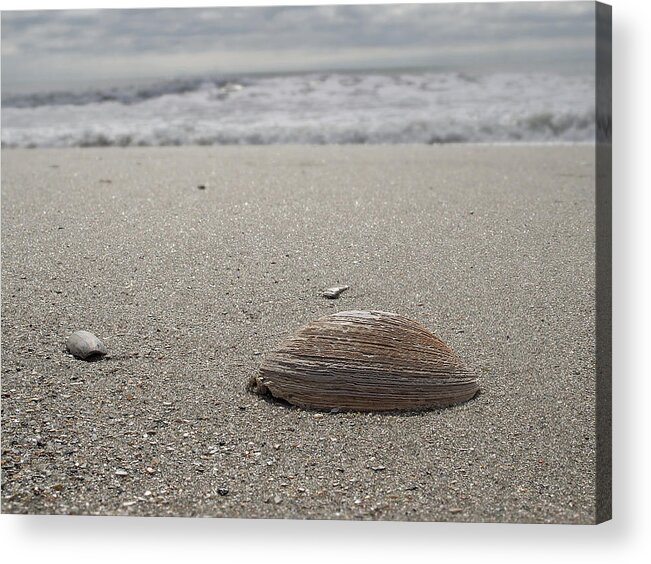 Beach Acrylic Print featuring the photograph Seashell by David Palmer