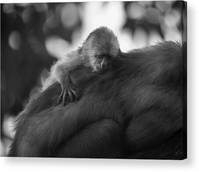 Forest Acrylic Print featuring the photograph Sleeping Baby by Jimmy Yang