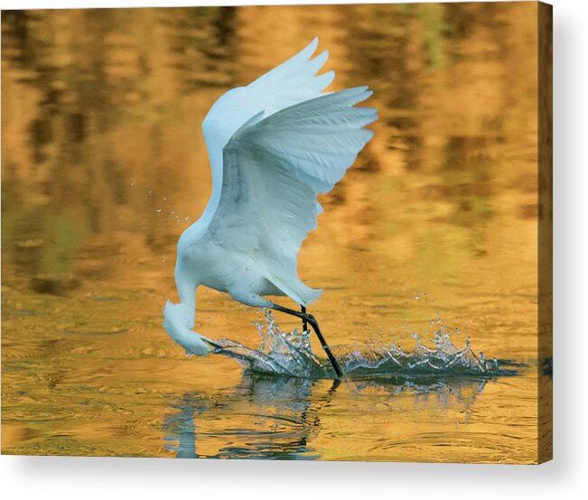 Snowy Egret Acrylic Print featuring the photograph Snowy Egret Fishing 8645-061919 by Tam Ryan