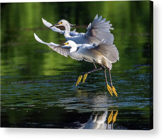 Snowy Egrets Acrylic Print featuring the photograph Snowy Egrets 8233-061819 by Tam Ryan