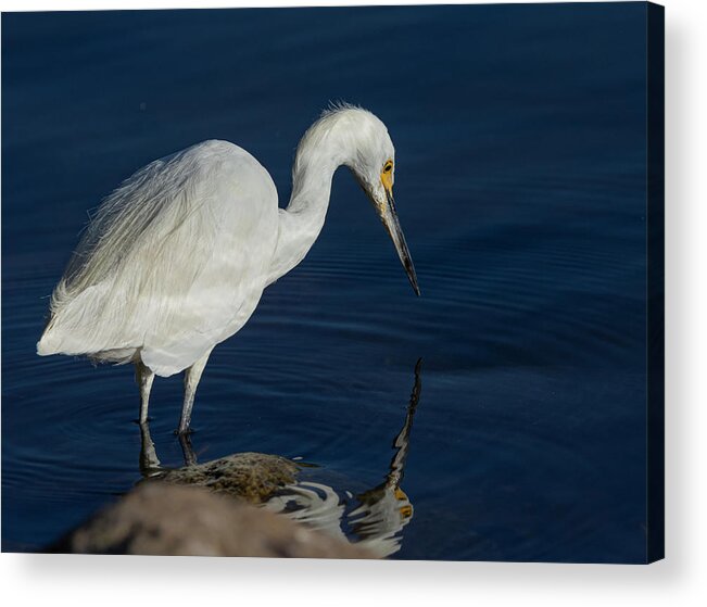 Snowy White Egret Acrylic Print featuring the photograph Snowy White Egret 6 by Rick Mosher