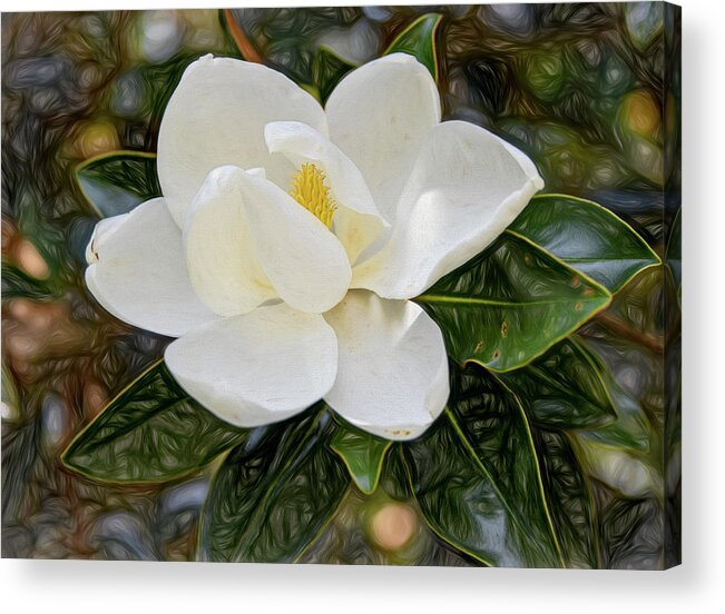 Magnolia Bloom Acrylic Print featuring the photograph Southern Song by Marcy Wielfaert