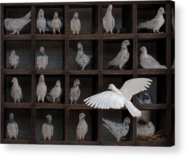 Pet Acrylic Print featuring the photograph Squares by Sayyed Nayyer Reza