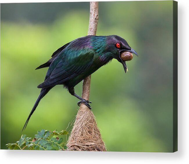 Starling Acrylic Print featuring the photograph Starling With Seed by Jacqueline Hammer