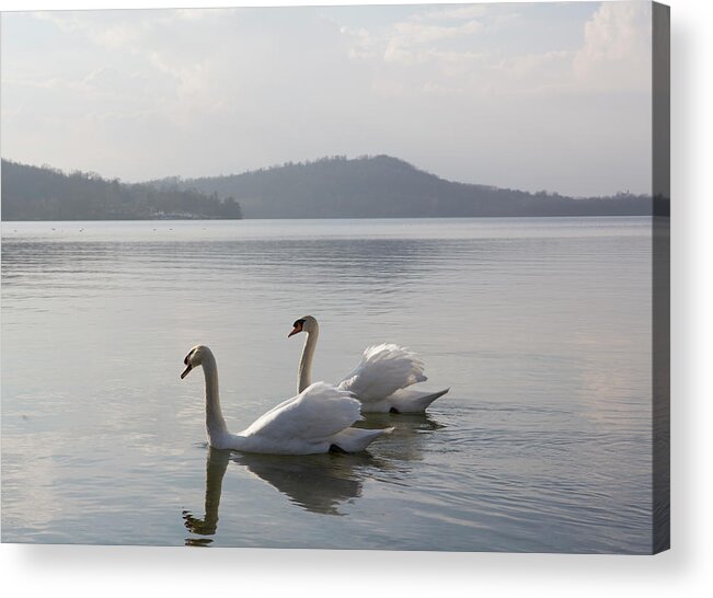 Animal Themes Acrylic Print featuring the photograph Swans Float Along Tranquil Lake Waters by Ascent Xmedia