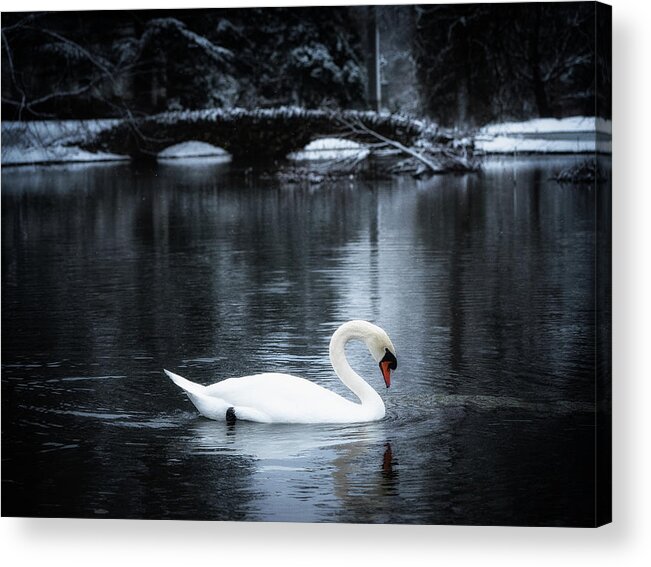Swans Acrylic Print featuring the photograph Swans in Winter by Jon Reynolds