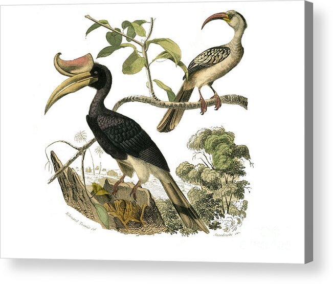 Hornbill Acrylic Print featuring the painting Syndactyl Passerines, Calao Rhinoceros And Tock by European School