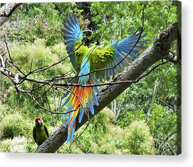 Parrots Acrylic Print featuring the photograph Wings and Tail,The Great Green Macaw by Leslie Struxness