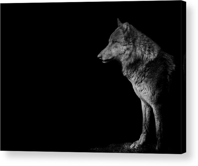 Wolf Acrylic Print featuring the photograph The loner by Paul Neville