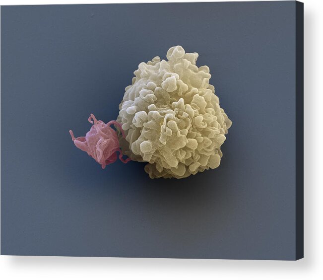 Biologic Therapy Acrylic Print featuring the photograph Thrombocyte And Lymphocyte, Sem by Meckes/ottawa
