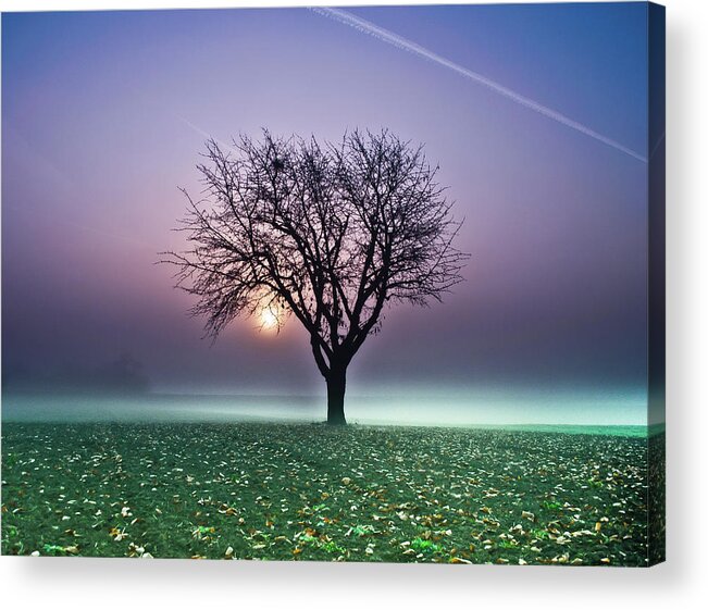 Tranquility Acrylic Print featuring the photograph Tree In Field by Ulrich Mueller