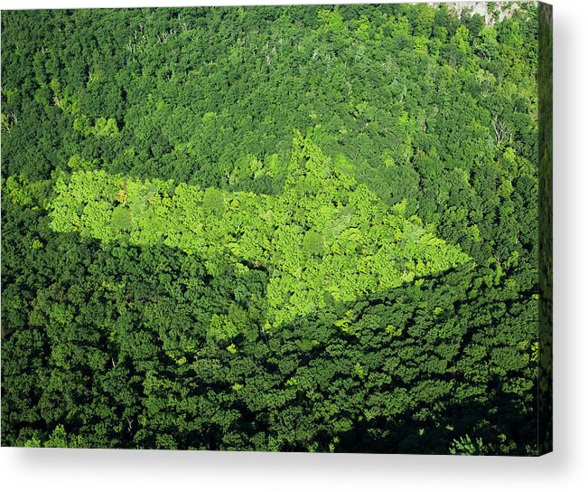 Outdoors Acrylic Print featuring the photograph Trees With Arrow Shape by Thomas Jackson