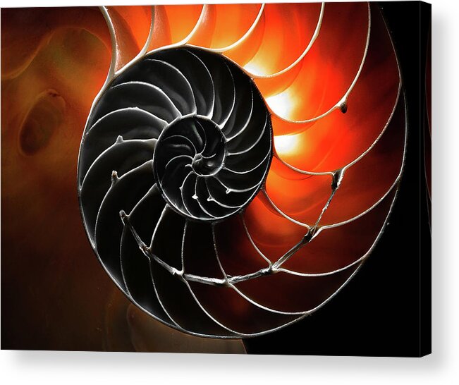 Closeup Acrylic Print featuring the photograph Twirl by Jim Painter