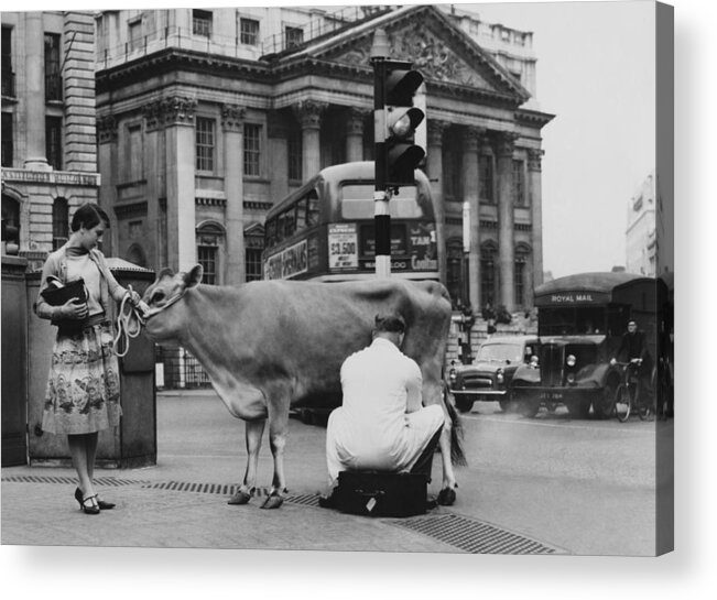 People Acrylic Print featuring the photograph Unusual Inauguration Of Dairy Products by Keystone-france
