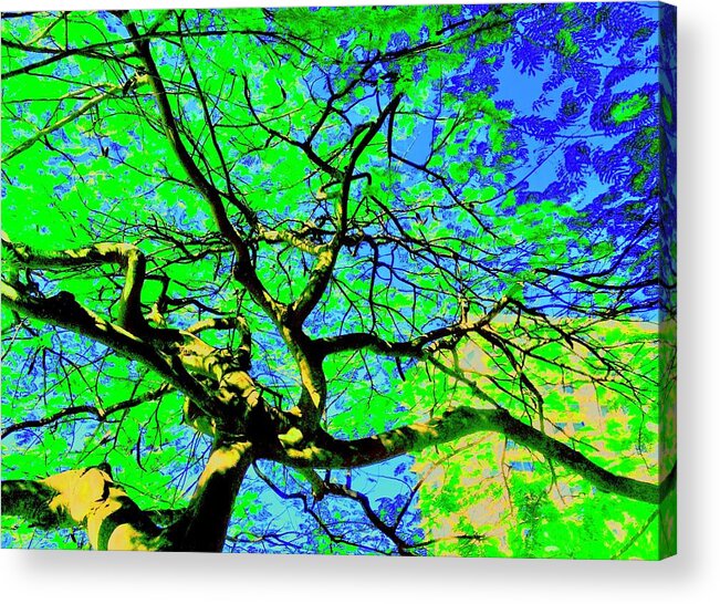 Tree Acrylic Print featuring the photograph Up a Tree Three by Debra Grace Addison