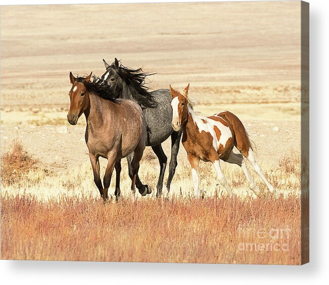 Mammal Acrylic Print featuring the photograph Utah West Desert Horses by Dennis Hammer