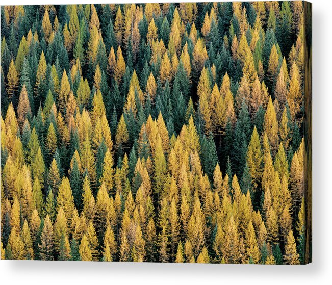 Idaho Scenics Acrylic Print featuring the photograph Western Larch forest by Leland D Howard