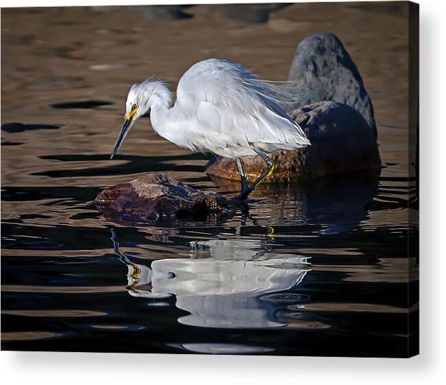 Snowy White Egret Acrylic Print featuring the photograph White Egret by Rick Mosher