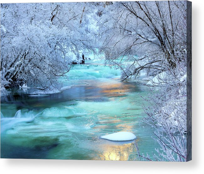 Nature Acrylic Print featuring the photograph Winter Brilliance and Beauty by Leland D Howard