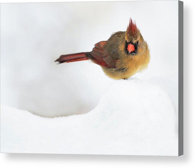 Cardinal Acrylic Print featuring the photograph Winter Chilling by Art Cole