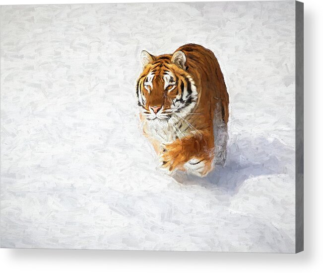 Tiger Acrylic Print featuring the photograph Wintry Surge by Art Cole