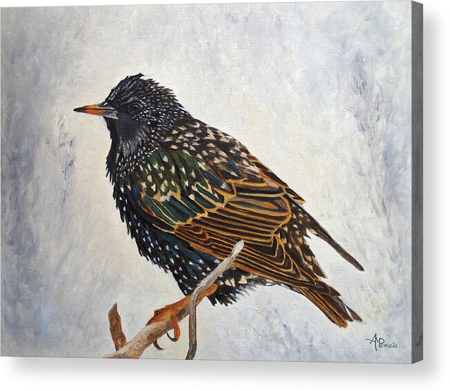European Starling Acrylic Print featuring the painting Wrapped Up - European Starling by Angeles M Pomata